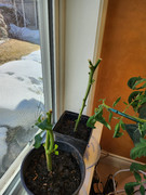 [Image: 20230409-over-wintered-bell-peppers-are-...o-life.jpg]