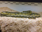 07E909C5-C6E7-4F96-A9E8-34027E9B28EC