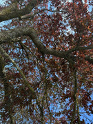 IMG-0739-Copy