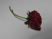 26.4.life and death of a strawberry IV