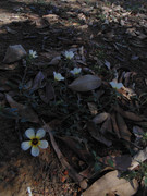 5.1.cemetary flowers I