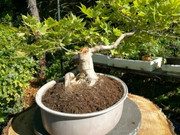 Separata margotta da un Bonsai di acero palmato IMG_20180921_110825