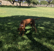 Rocco the Rhodesian Ridgeback 47