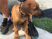 Rocco the Rhodesian Ridgeback 26