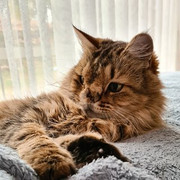 Puggy-Kijewska-1