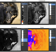 [Image: 6-Chien-aprest.jpg]