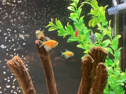 6A054B4F-0AA8-4A7C-A7B5-B063271FBA05