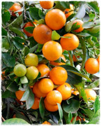 calamondino.jpg
