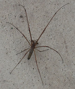 IMG-0298.jpg