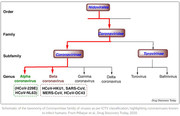 ICTV classification of family Coronaviridae