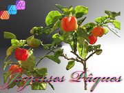 [Image: Bondamanjak-en-pot-3955.jpg]