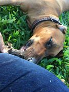 Rocco the Rhodesian Ridgeback 43