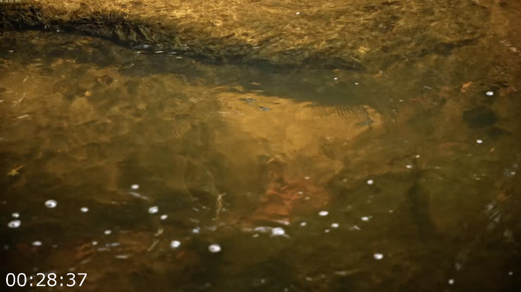 [Image: w26dwmlf42ud.png]