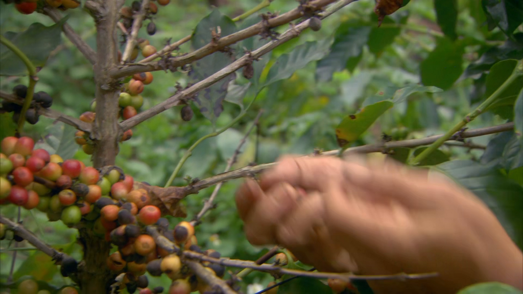 BBC This World 2014 The Coffee Trail | En [1080p] HDTV (x265) Hh5v8eqra4c0