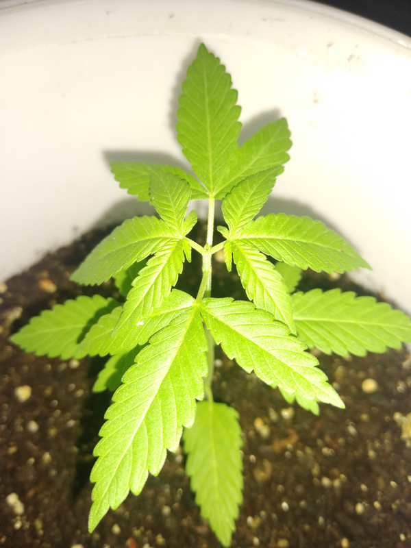 IMG_20200814_030218482