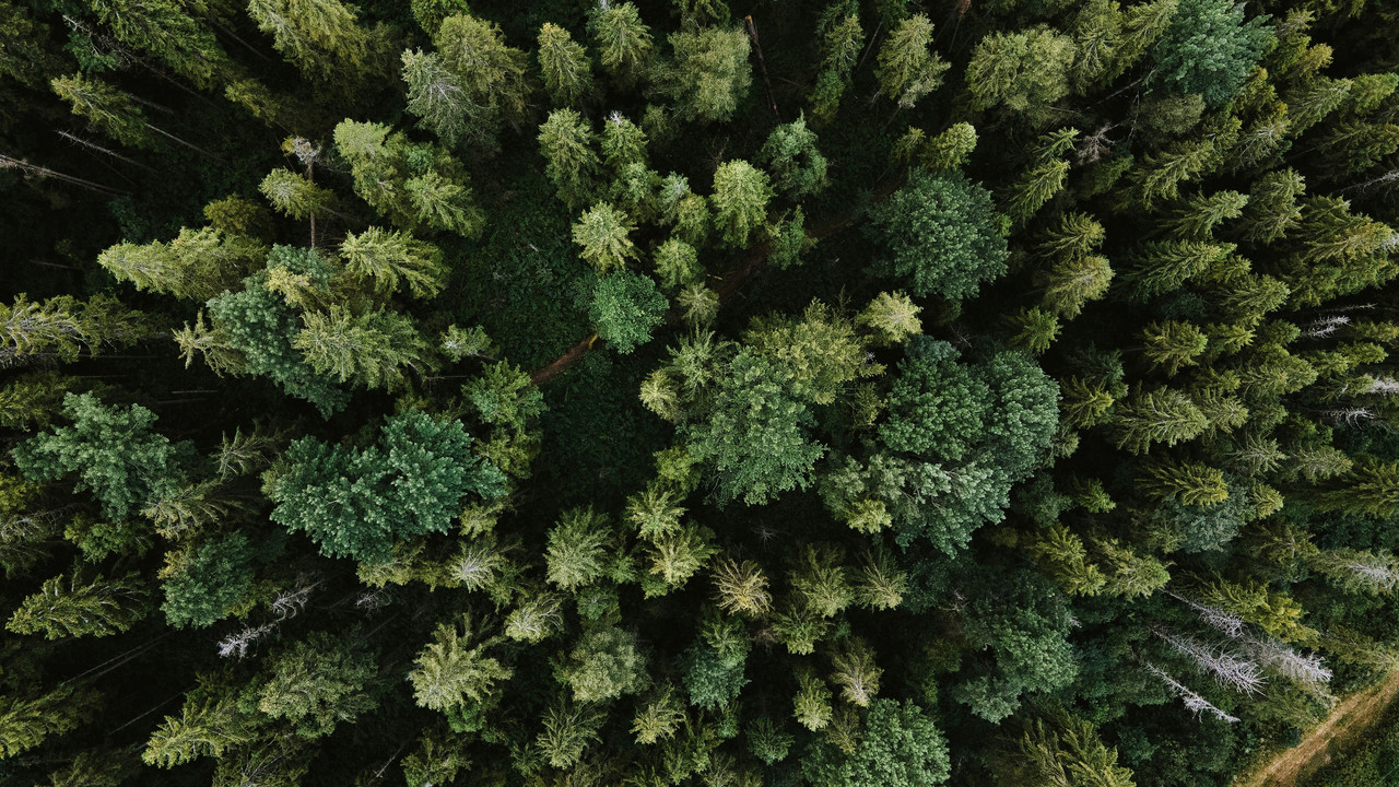 Tree-planting-initiative-supported-by-Wood-Watch-for-sustainability
