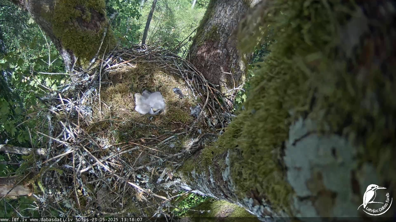 Melnās klijas (Milvus migrans) Kurzemē_ peļu klijāni (Buteo buteo) 16-31-5 screenshot