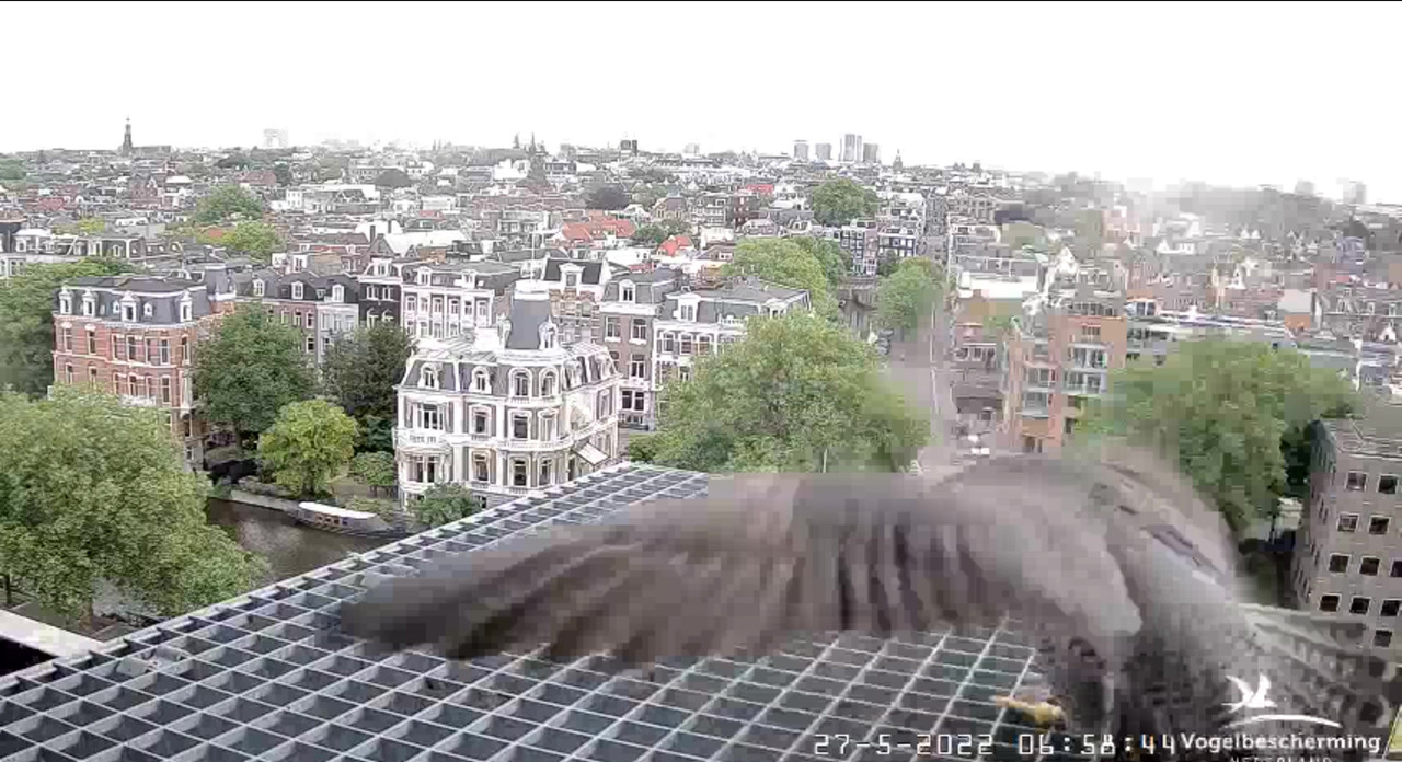 Amsterdam/Rijksmuseum screenshots © Beleef de Lente/Vogelbescherming Nederland - Pagina 9 Video-2022-05-27-065948-Moment-2