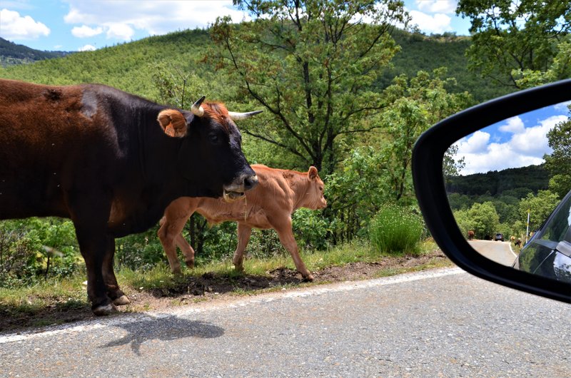 EMBALSE PUENTES VIEJAS, FORTINES Y ANIMALES-24-5-2014-MADRID - Paseando por España-1991/2024 (44)