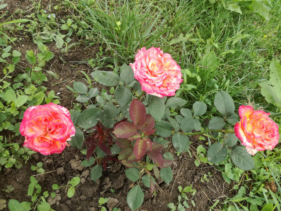 IMG_20190602_094221