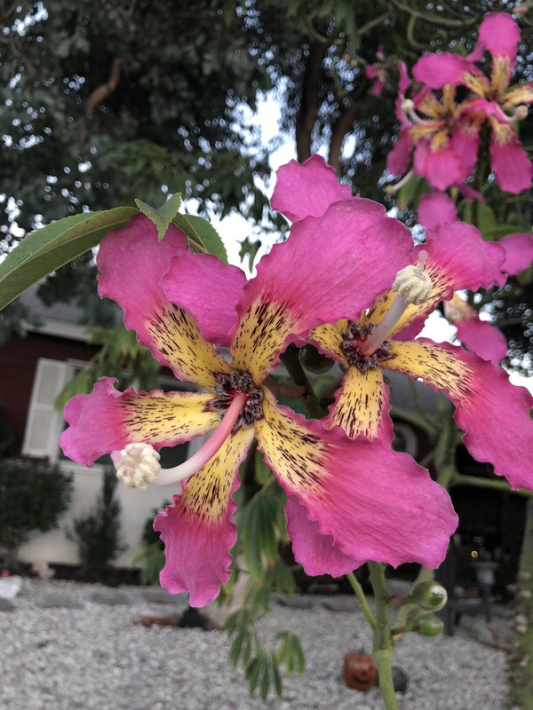 1-ABFD4-EB-5-A0-A-4-B60-A035-D455-E987-ED46-1-105-c