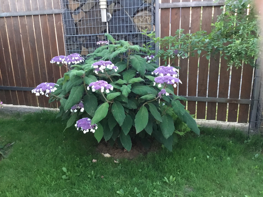 CF2F2923-BC76-4EA6-99C7-EDE7DB1AAB93