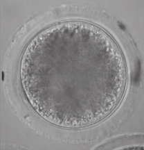 zygote.png