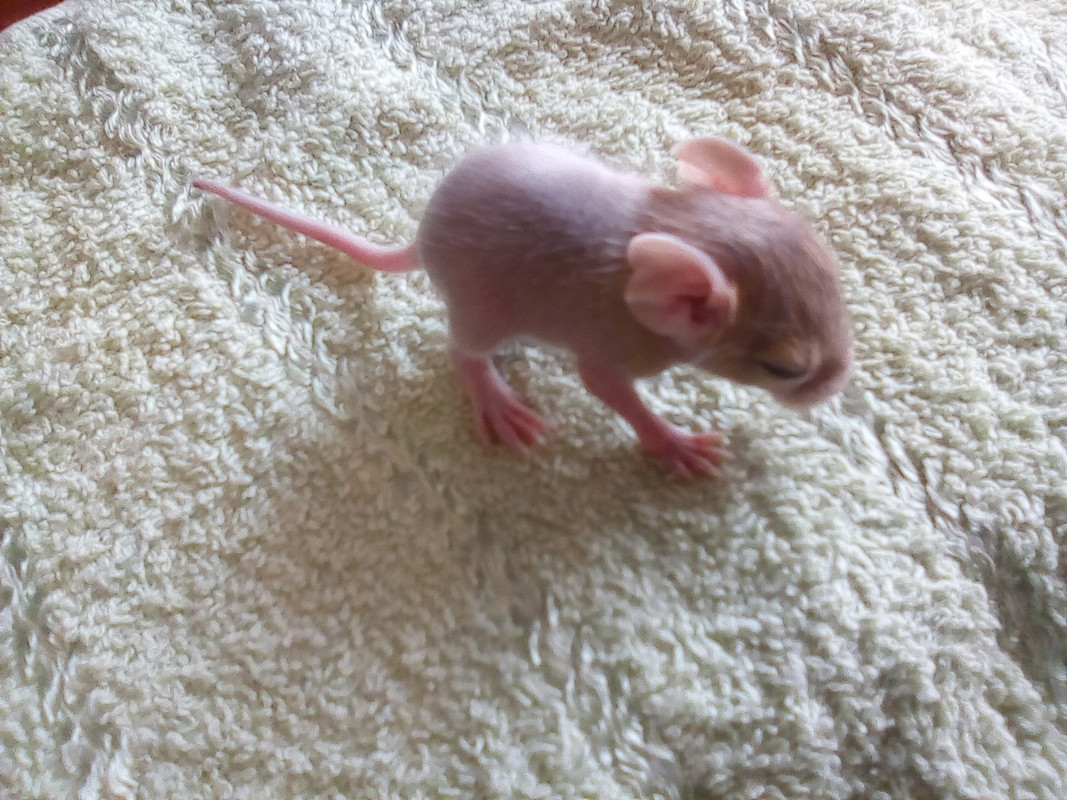 Помет Б дев песок