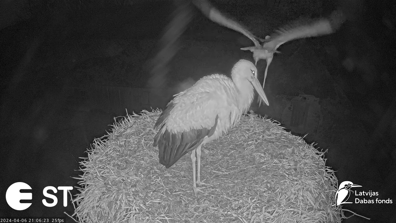 Baltie stārķi (Ciconia ciconia) Tukuma novadā - LDF tiešraide __ White storks in Tukums, Latvia 11-4