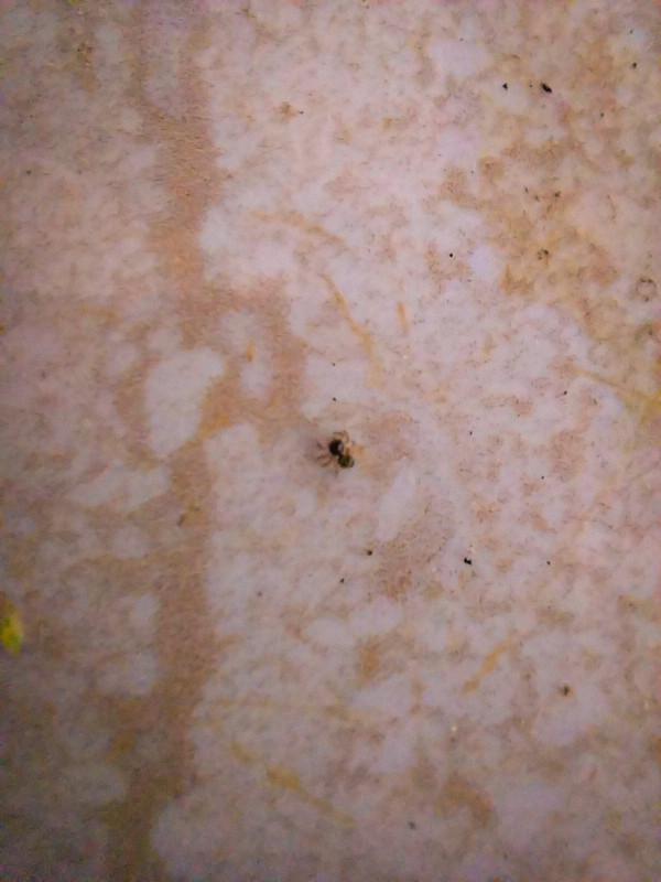 A aranha