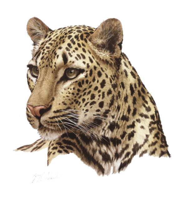 Leopard-PNG-HD-Quality