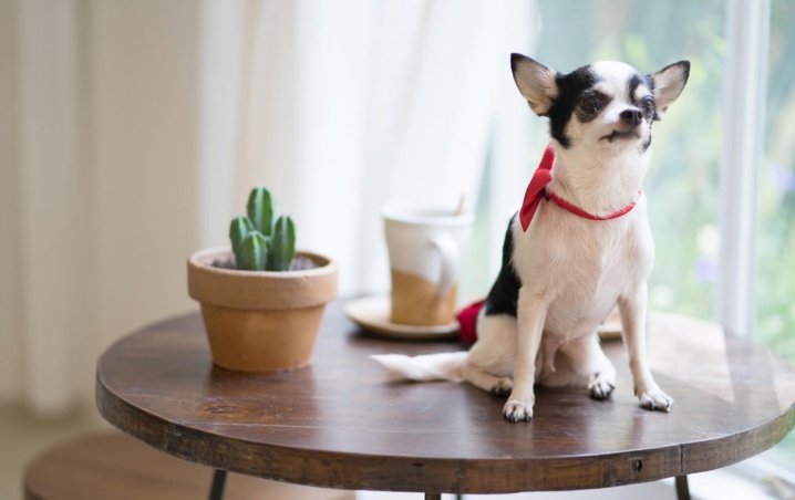 Feng Shui, ¿Cómo las mascotas influyen en las energías del hogar?