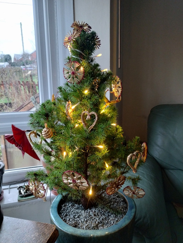 tree And Lights rszd