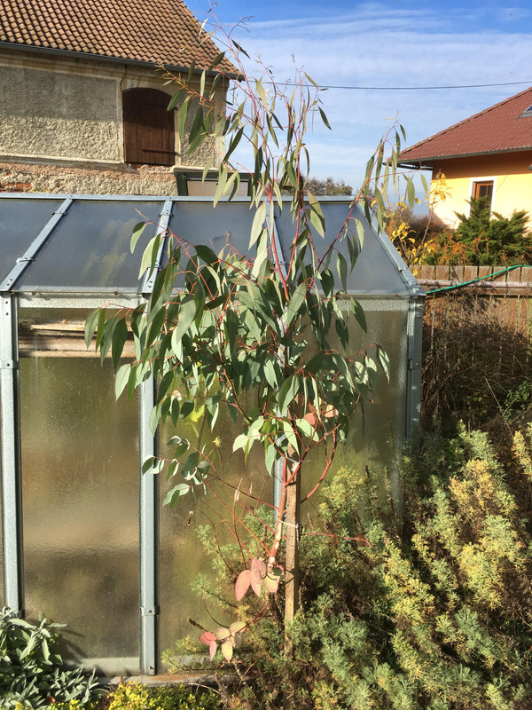 Eucalyptus 46846128-2226816924260164-849690929404051456-n