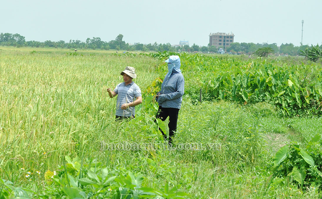 Thành phố Từ Sơn: 167 ha đất nông nghiệp không canh tác Thành phố Từ Sơn: 167 ha đất nông nghiệp không canh tác
