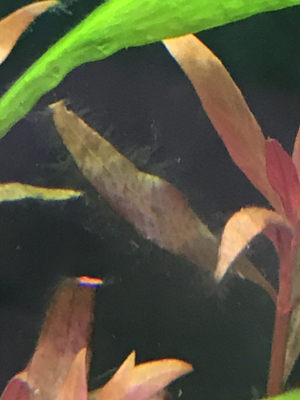 65B9F8E8-2874-4ABE-BF64-3D1F9C4FAFF4