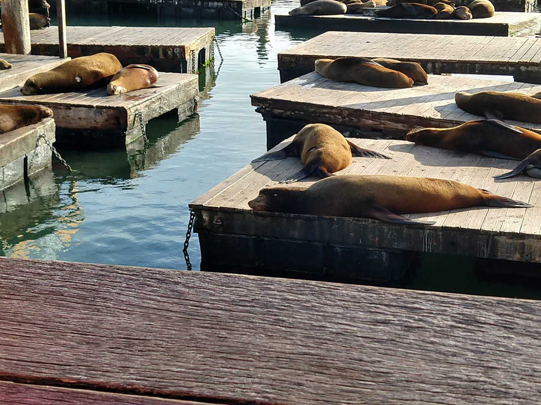 Sea Lions at Pier 39