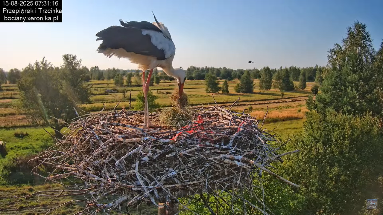 15082025bociany13