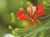 [Image: hoa-phuong-chay-nhu-noi-buo.jpg]