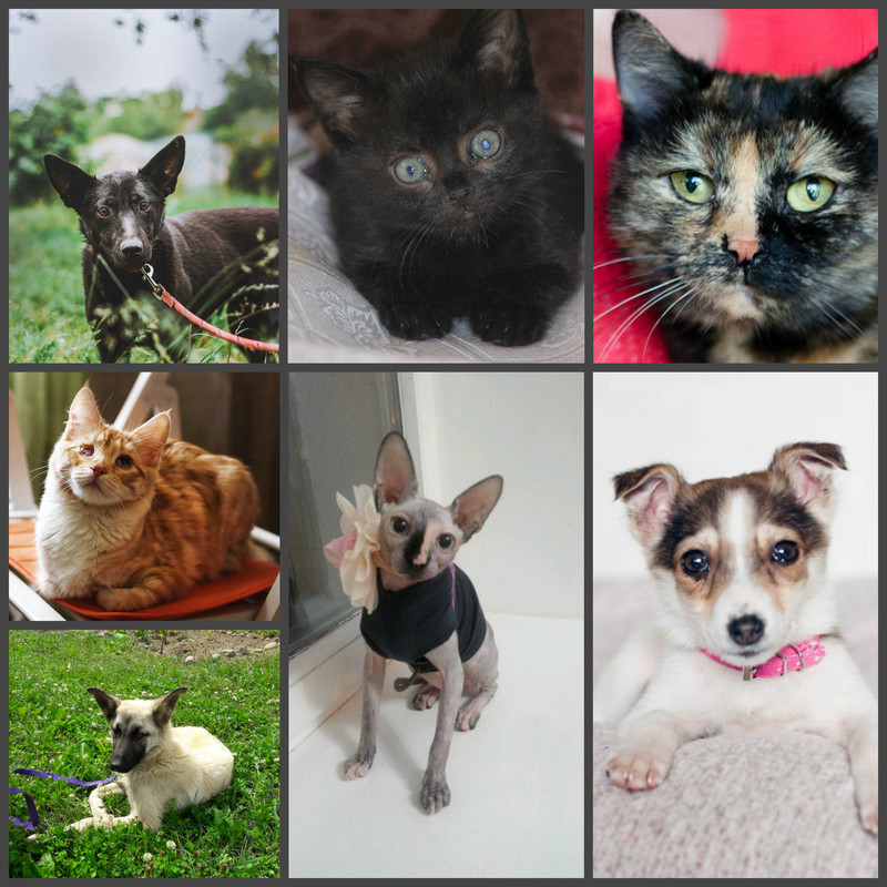 новый коллаж1