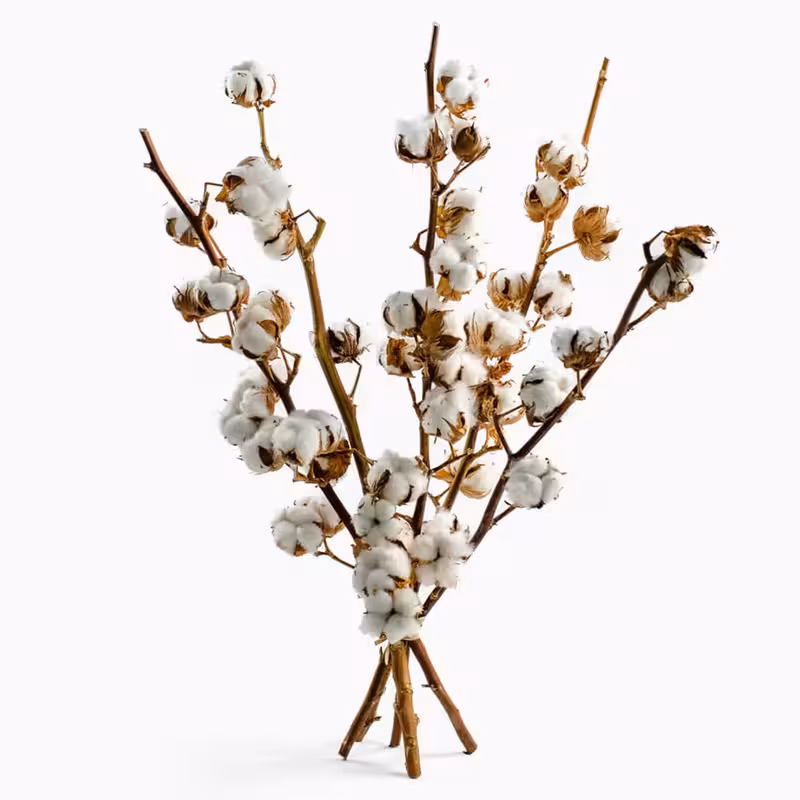 Hastes de Algodão