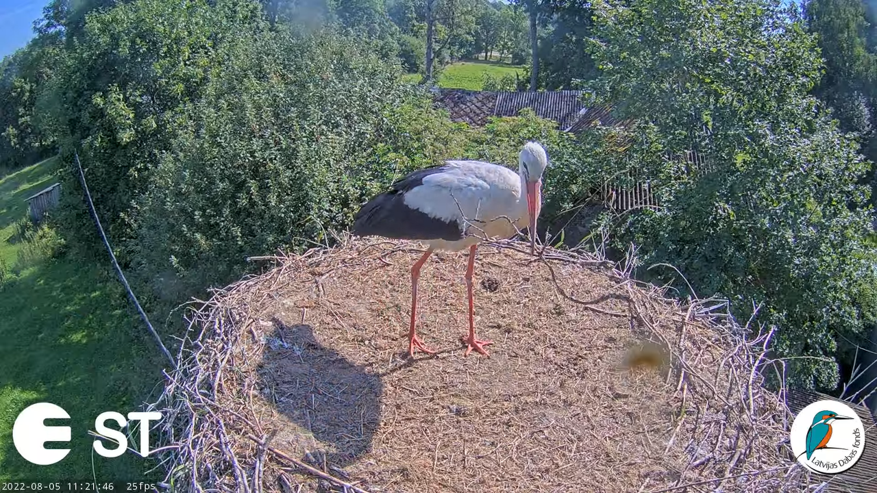 Baltie stārķi (Ciconia ciconia) Tukuma novadā - LDF tiešraide __ White storks in Tukums, Latvia 8-26