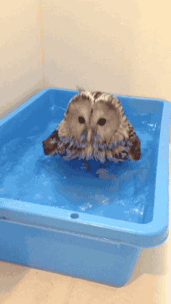 Owlbath83c0ab3b4c54ce3d77792c5.gif