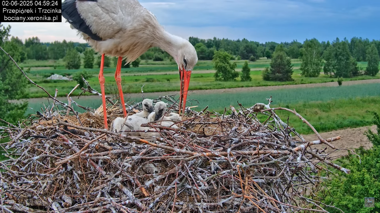 02062025bociany2