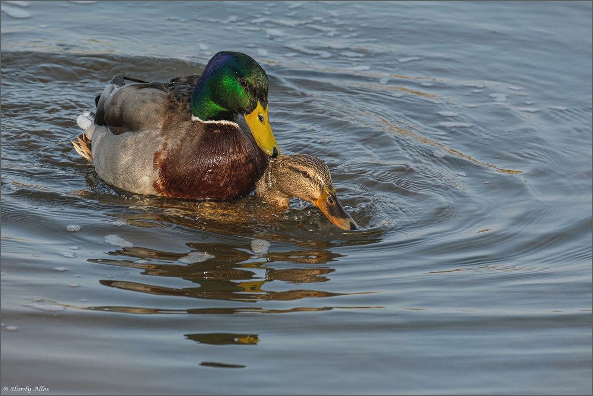 DSCF4577 2021 Ökosee LR ERWZ FB