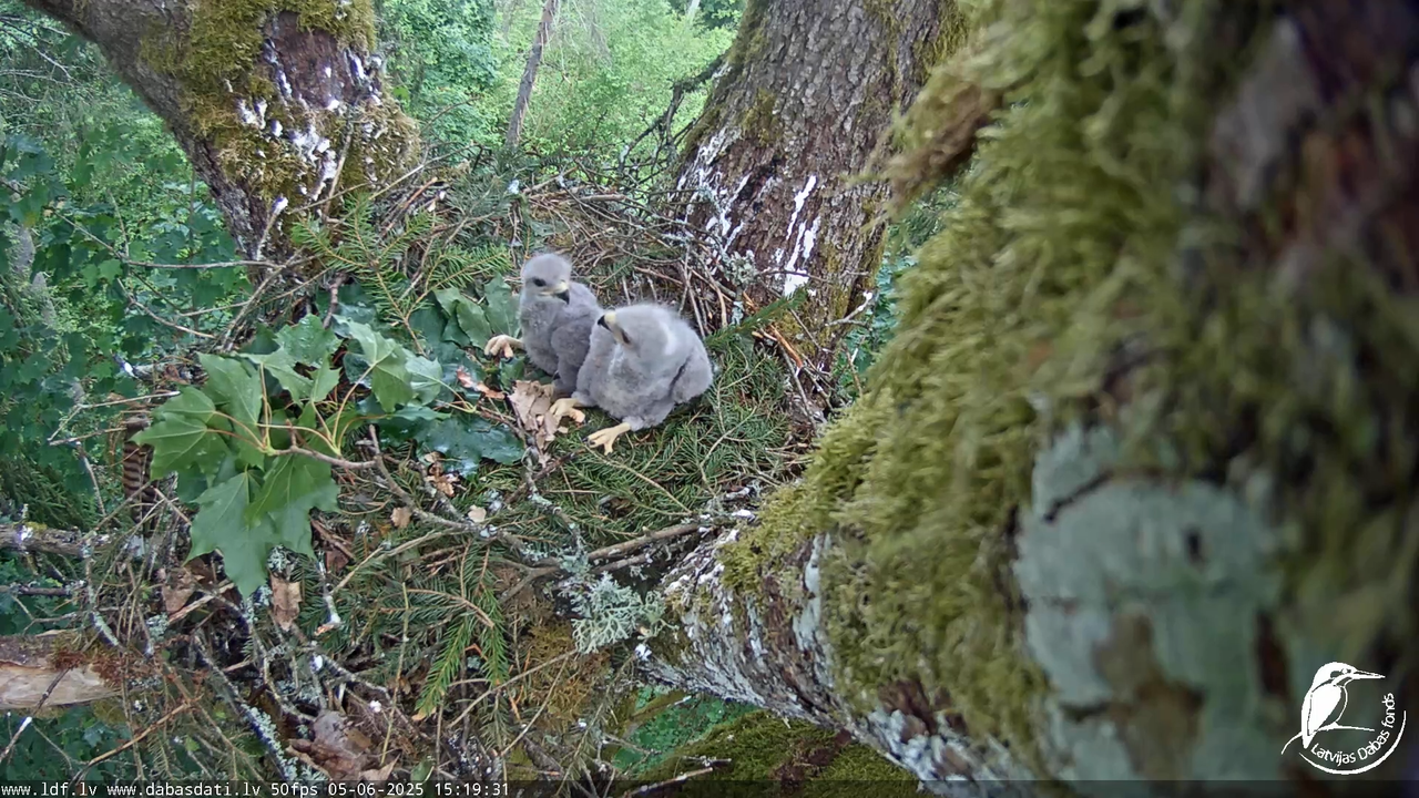 Melnās klijas (Milvus migrans) Kurzemē_ peļu klijāni (Buteo buteo) 11-14-56 screenshot
