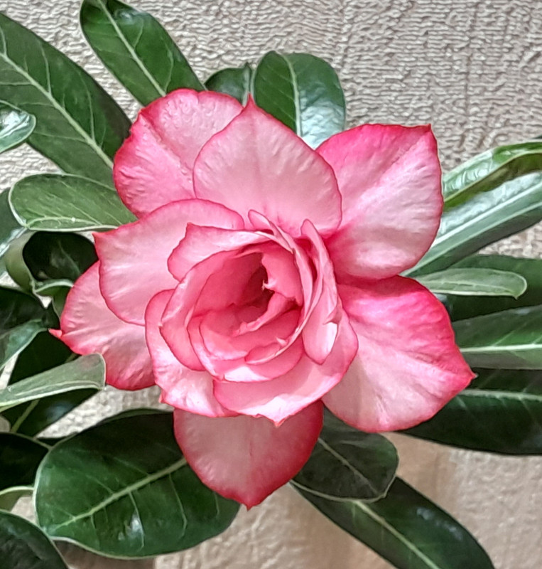 Chibi Maruko 23.12  (2)