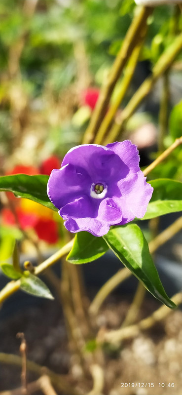 IMG_٢٠١٩١٢١٥_١٠٤٦٢٦