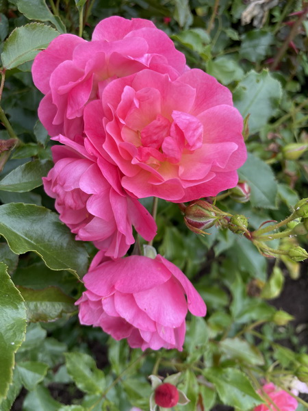 https://i.postimg.cc/RCPkT4R5/IMG-2074.jpg
