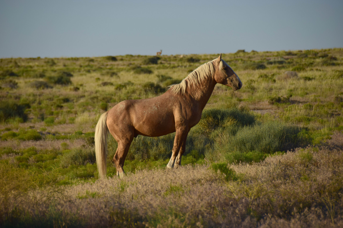 Simpson Spring.26 June 2015 202Copy
